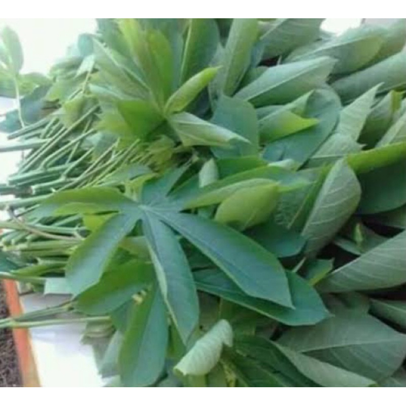 

Daun singkong karet segar 1 kg petik langsung