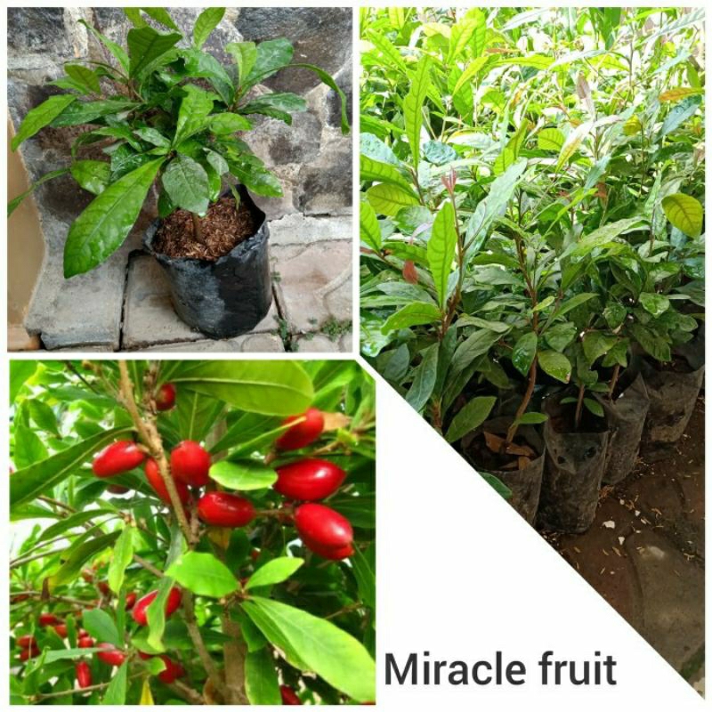 Bibit Buah Ajaib (Miracle Fruit) Sudah Berbuah