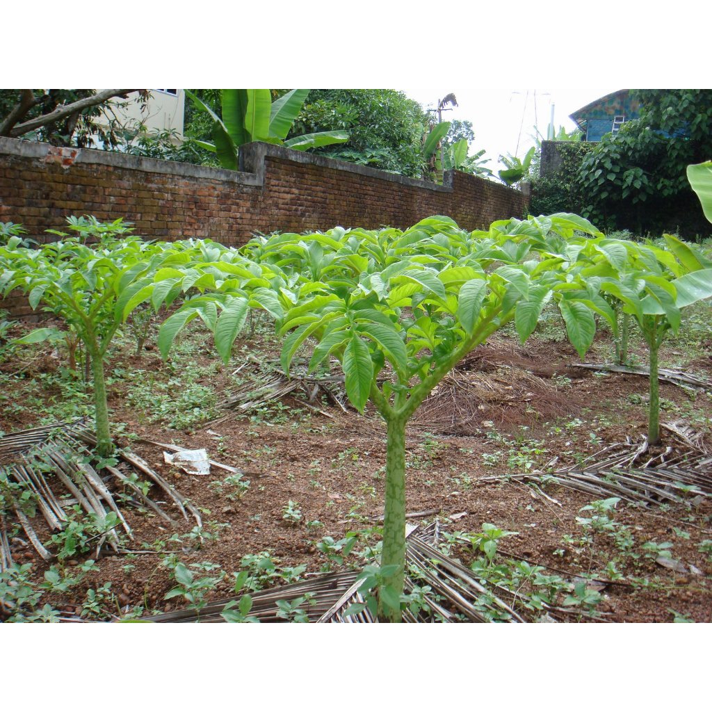 Tanaman suweg / Tanaman hias suweg