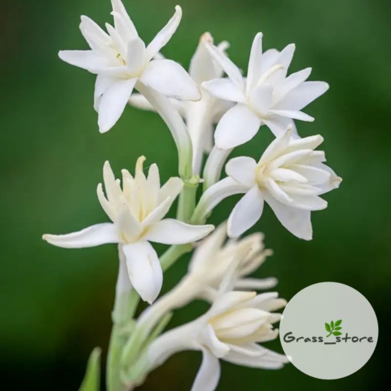 ( BISA COD ) Tanaman Hias Bunga Sedap Malam Bunga Hias Sedap Malam Bibit Tanaman