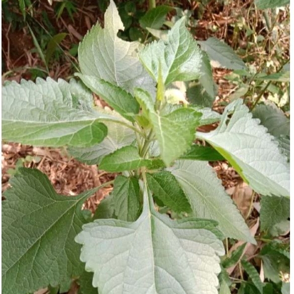 

daun kirinyuh atau kopasada segar 1 kg