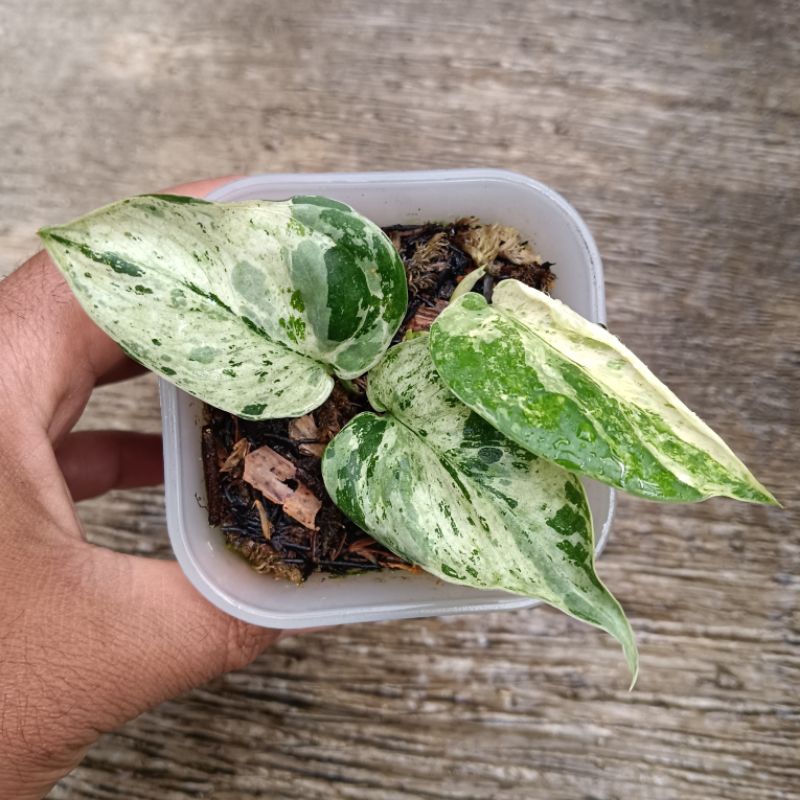 scindapsus jade satin mint