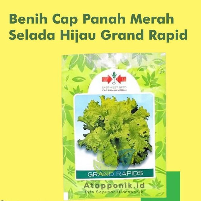 benih bibit selada hijau grand rapid