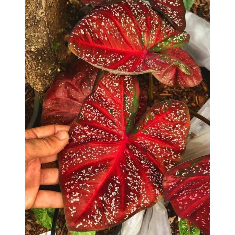 ( BISA COD ) Caladium Merah Guardian Keladi Hias Merah Guardian Tanaman Hias Keladi Murah Meriah / K