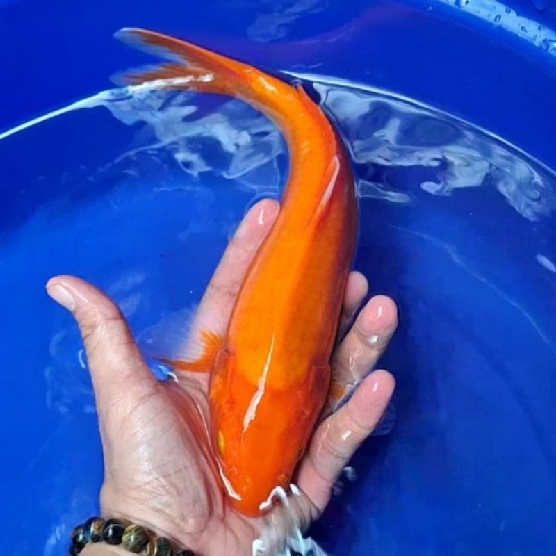 Ikan Koi Blitar Jenis Aka Hajiro / Rumah Koi Jakarta / kode 002