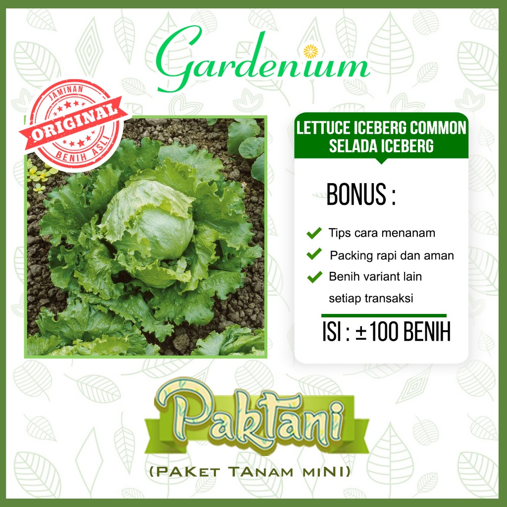 100 Benih Lettuce Iceberg Common Selada Iceberg Unggul Paktani