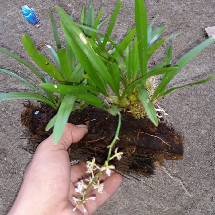 ANGGREK HUTAN BULBO MINI SIAP TANAM_TANAMAN HIAS