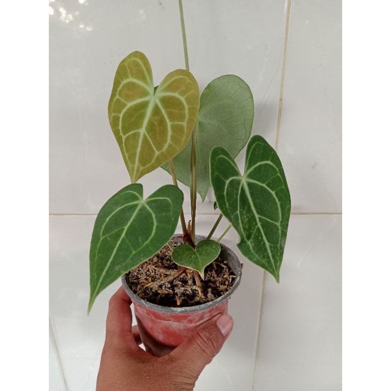 Kuping gajah Clarinervium hybrid