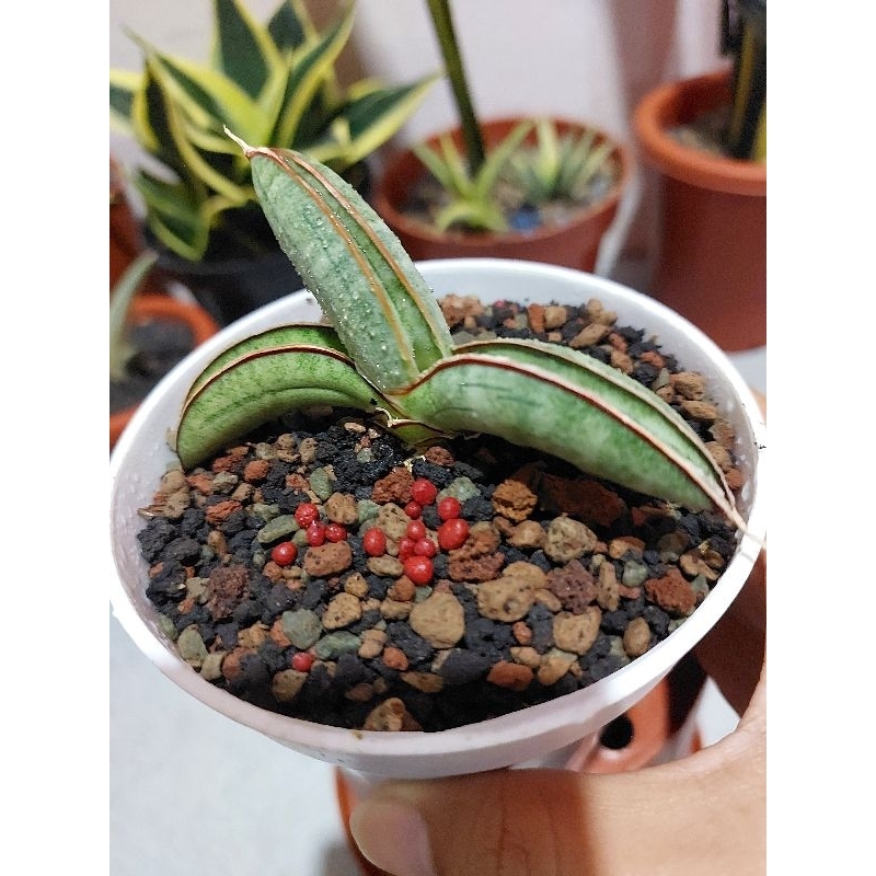 Sansevieria Eilensis Cantik