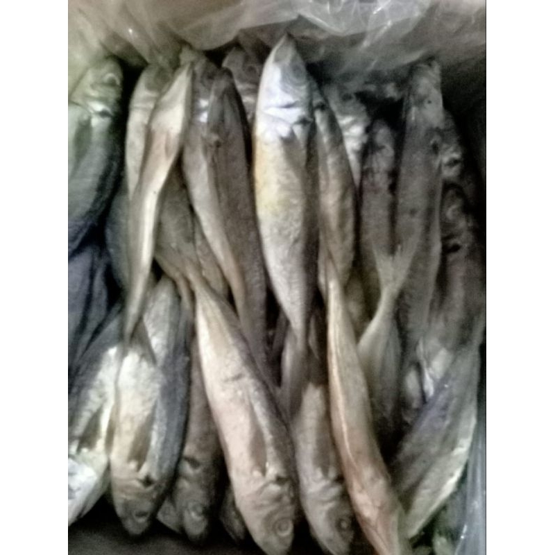 

ikan layang fresh murah 1000 gr