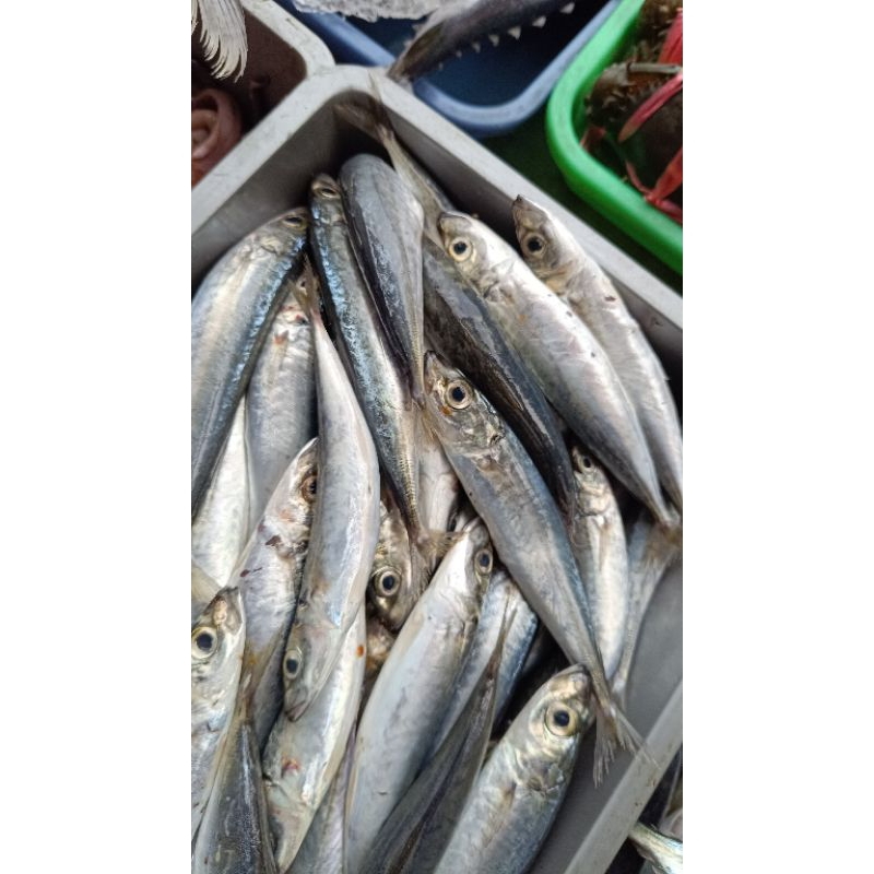 

ikan sarden