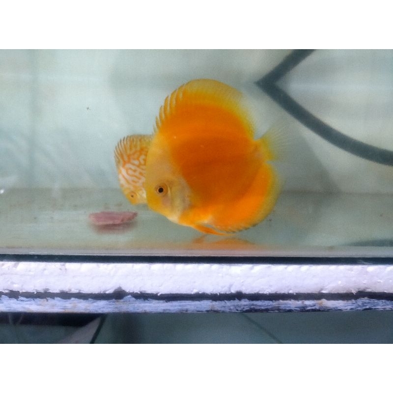 DISCUS GOLDEN YELLOW 3INC