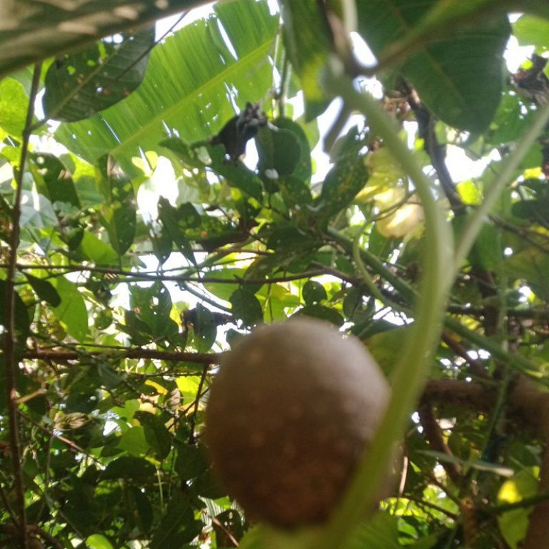 

umbi gembolo kentang gantung