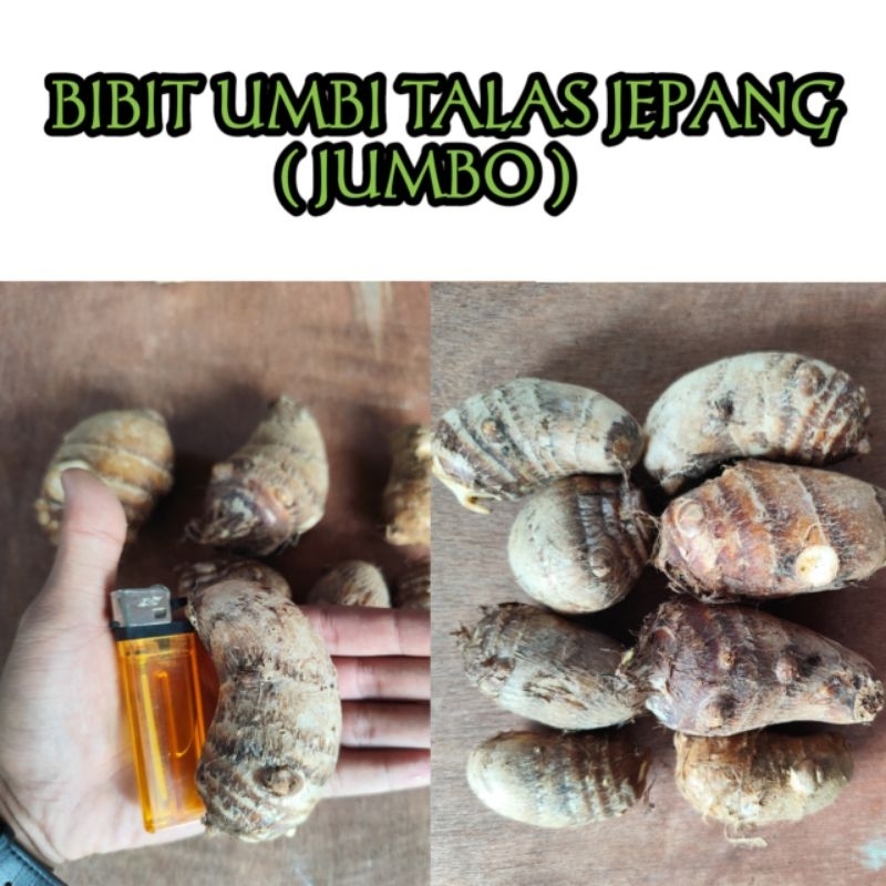 bibit umbi talas jepang/ satoimo (jumbo)