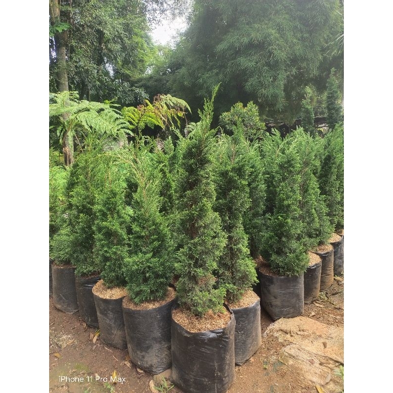 Promo Murah Pohon Cemara Lilin Tinggi 1 Meter Tanaman Cemara Lilin Tinggi 1 Meter