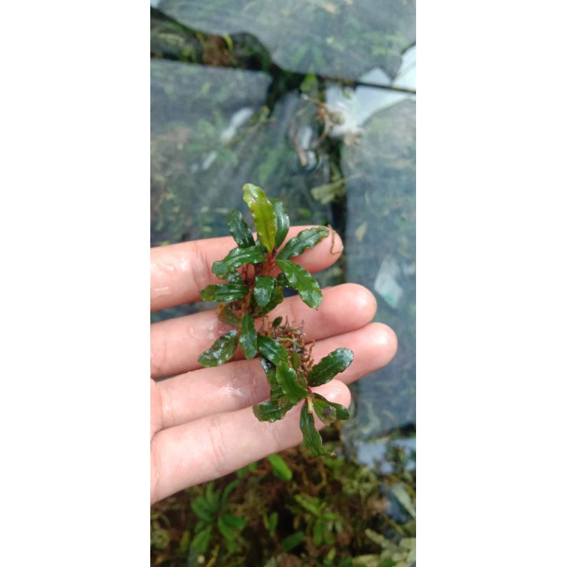 Buce phalandra aquascape
