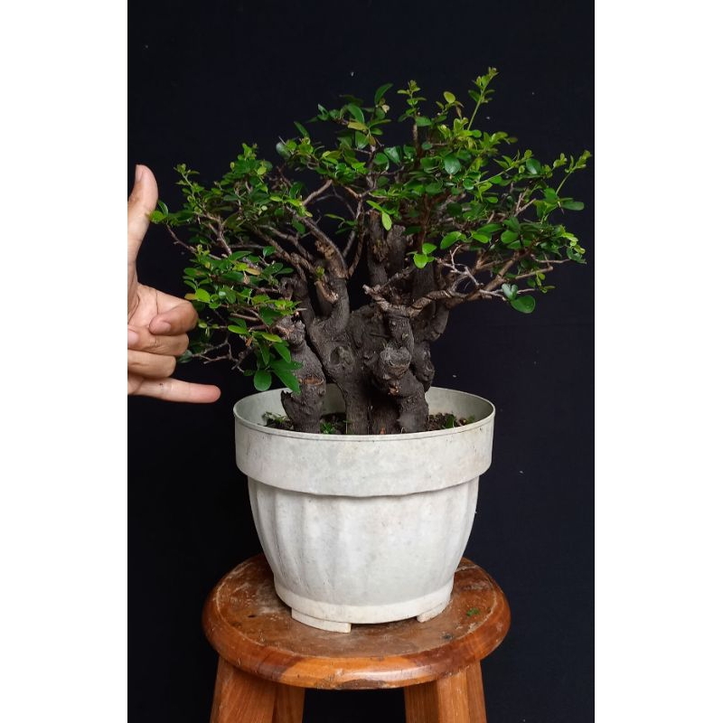 Bonsai mustam grouping