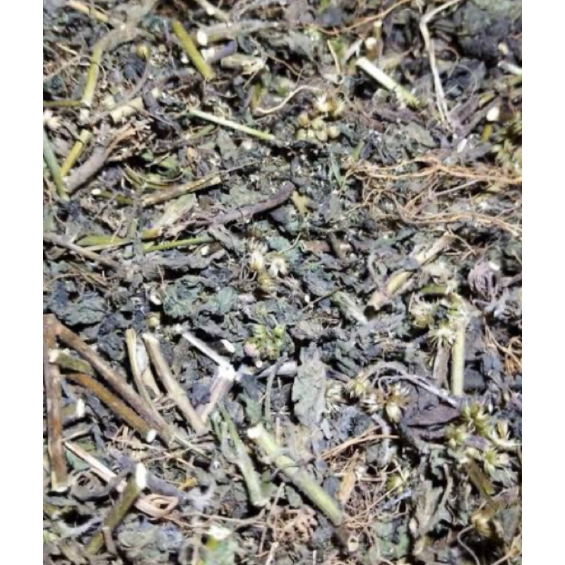 

Daun bandotan kering 1 kg organik alami-az