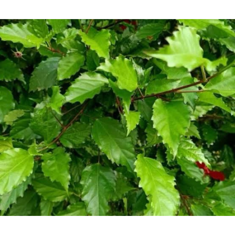 

Daun lentera daun bunga sepatu segar petik langsung-az