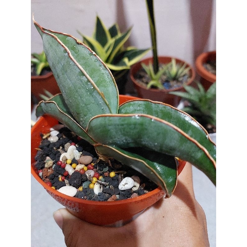 Sansevieria Banana Short Gemoy