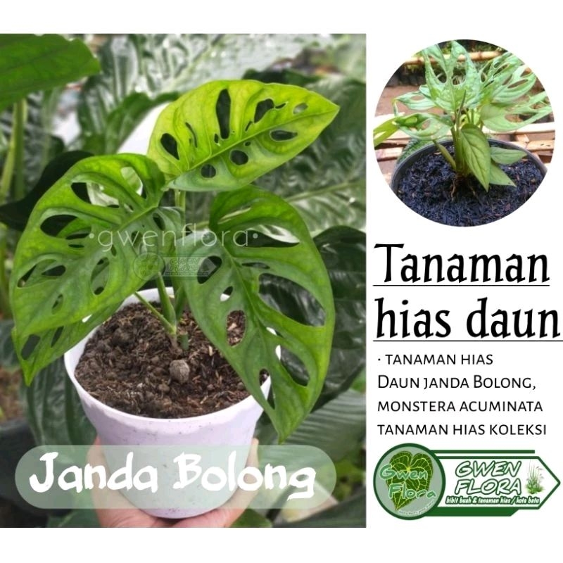 Tanaman Hias Hidup Janda Bolong 3 - 5 Daun Garansi