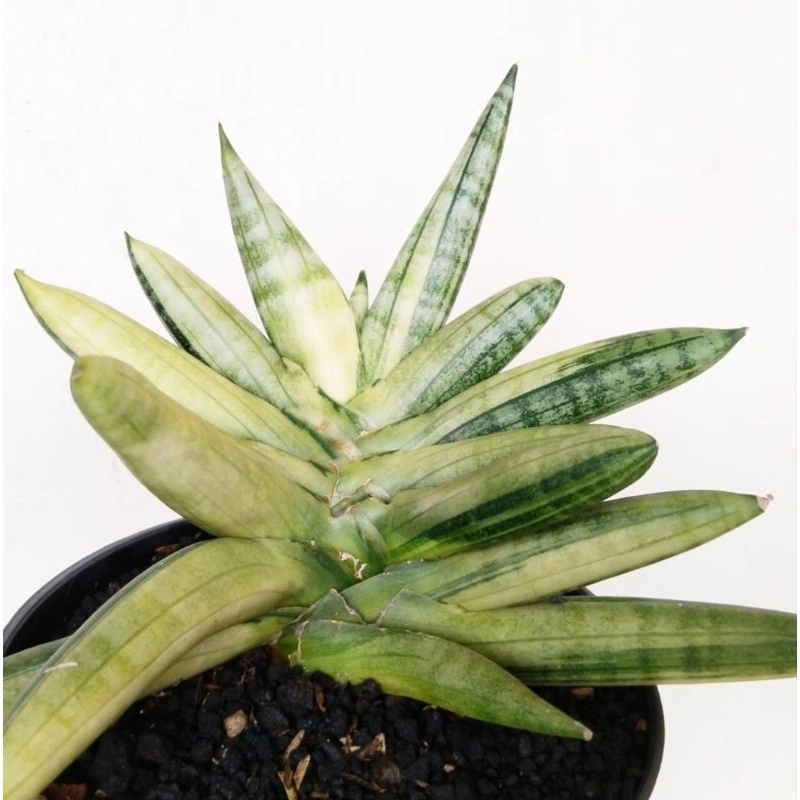 Sansevieria Boncel varigata