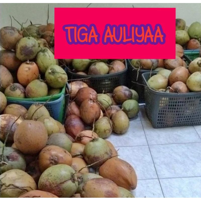 

kelapa kopyor kecil uk.34-36cm