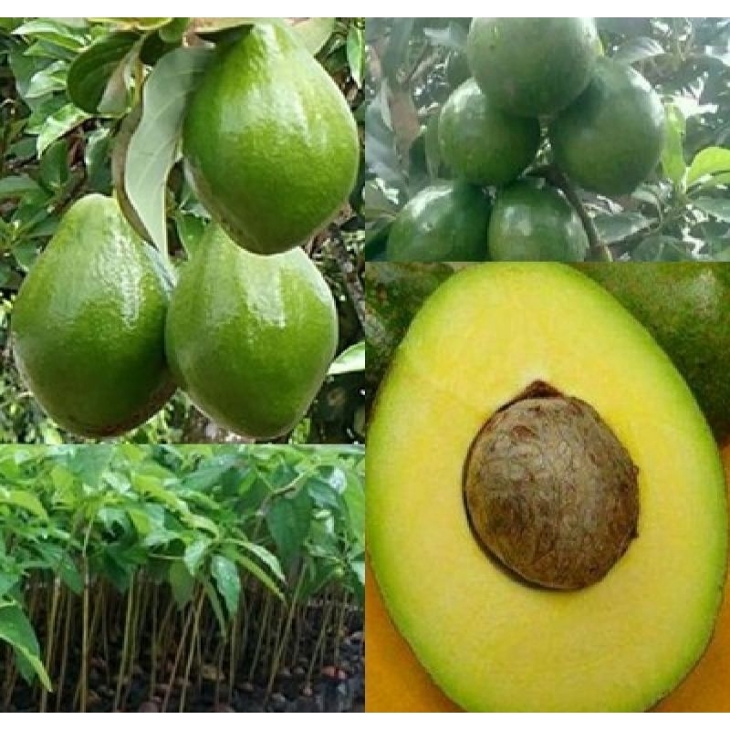 Bibit Alpukat Miki jumbo Terlaris