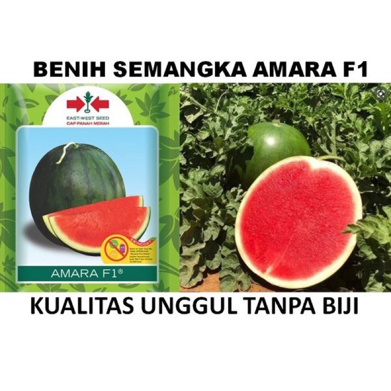 (COD) Benih Bibit Semangka Non Biji AMARA F1 Isi 25 Butir Cap Panah Merah / Bibit Semangka Bulat Non