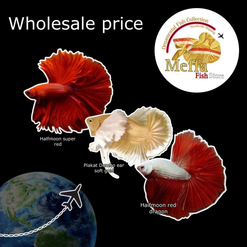 Paket box misteri ikan hias RANDOM /GUPPY/CUPANG GIANT/CUPANG PLAKAT