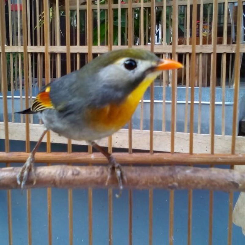 BURUNG ROBIN JANTAN MULUS RAWATAN