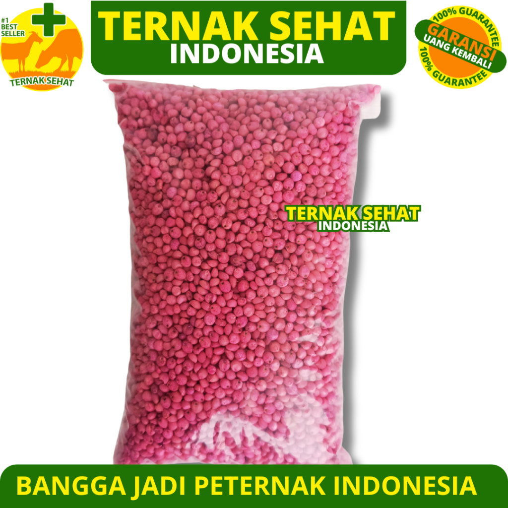 BENIH SORGUM BIOGUMA TIPE 2 - Benih sorgum - Bibit Sorgum - Bibit Sorghum - Untuk Hijauan Pakan Tern