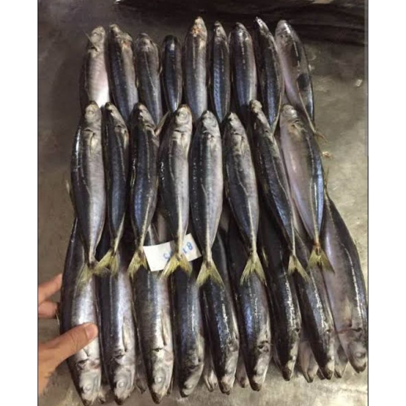 

Ikan Layang Beku