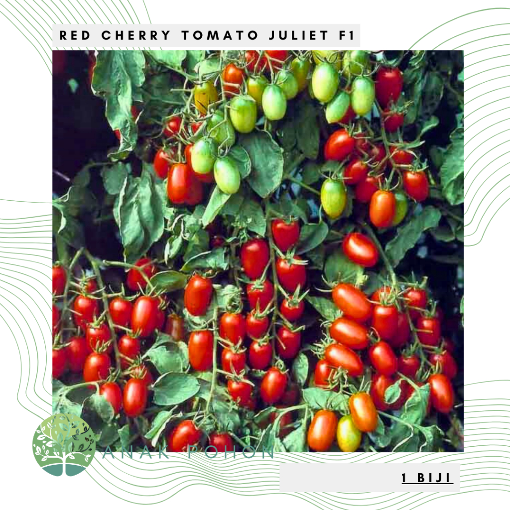 Benih Bibit Biji - Red Cherry Tomato Juliet F1 Tomat Mini Ceri Merah Hibrida Seeds - Tahan Terhadap 