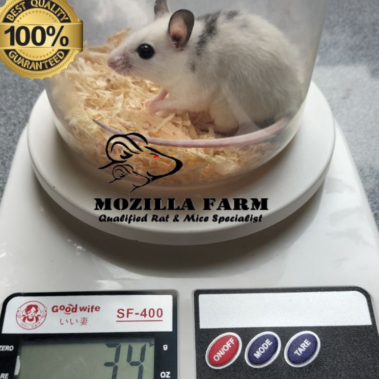Serbu Discount  Tikus Putih ASF Rat  African Soft Fur Rat Size Medium  314 Gram