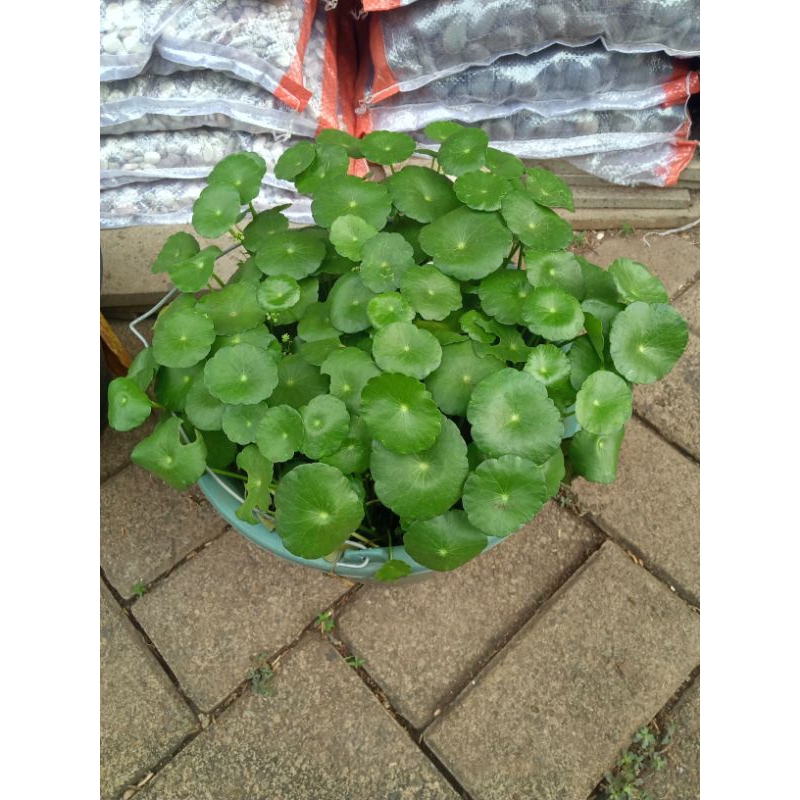 Tanaman Hias Pegagan