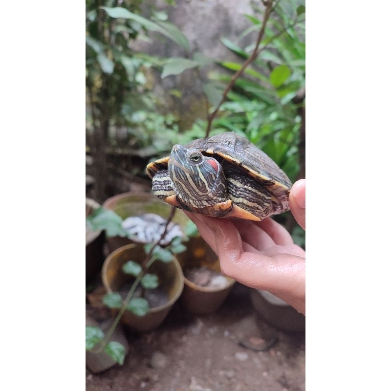 Kura Kura Brazil Remaja 13 cm