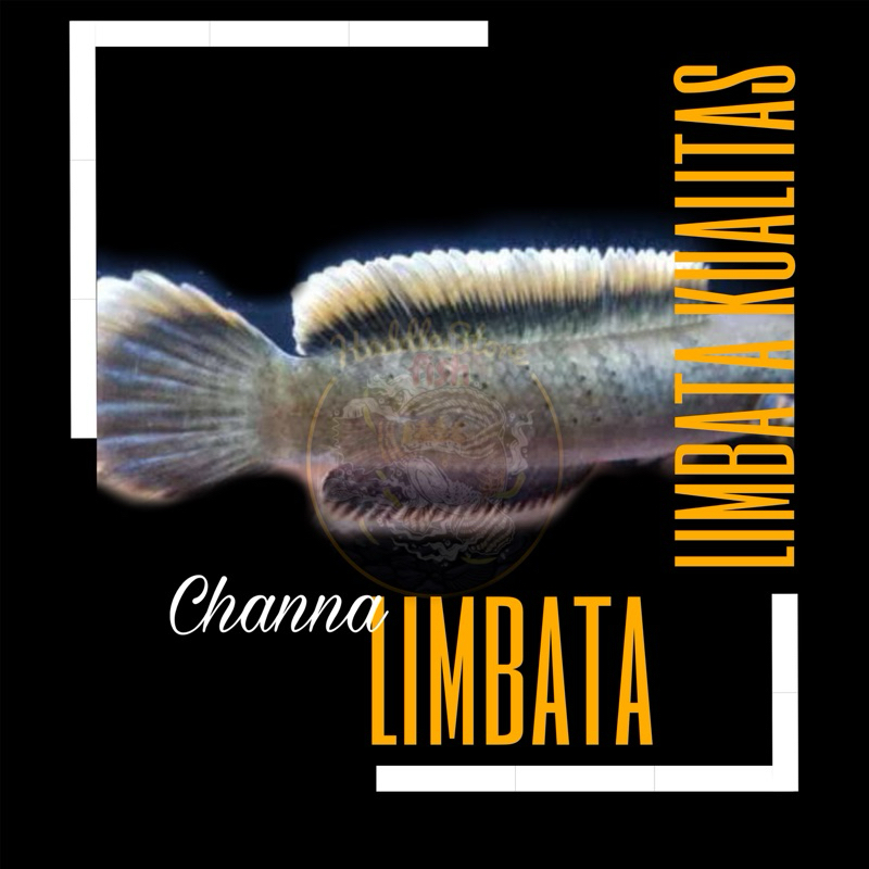 Limbata Berkualitas Rim Tebal