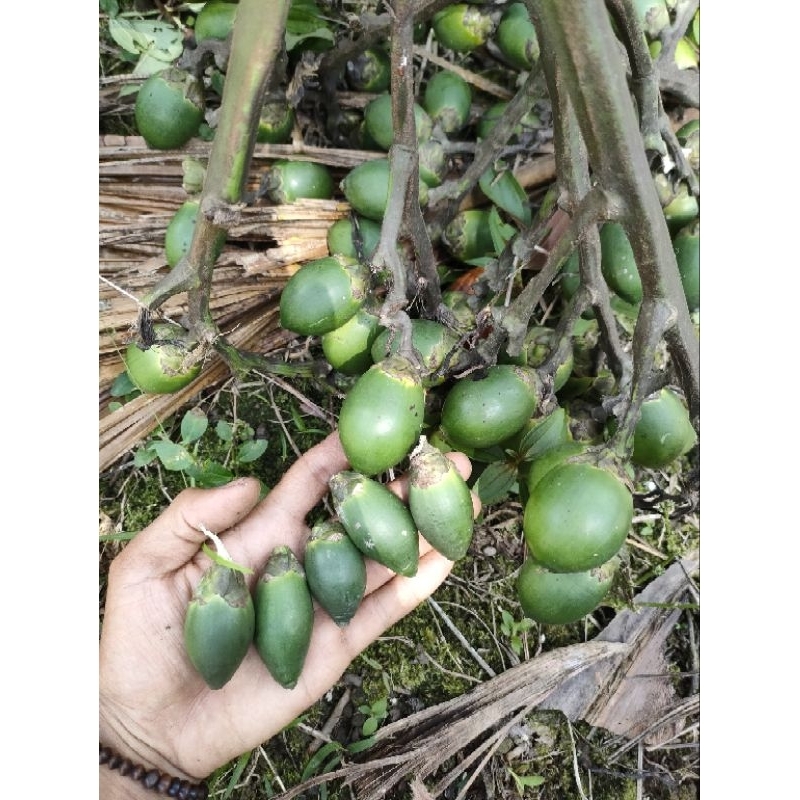 

PINANG MUDA ATAU PINANG JUZ FRESH DARI JAMBI