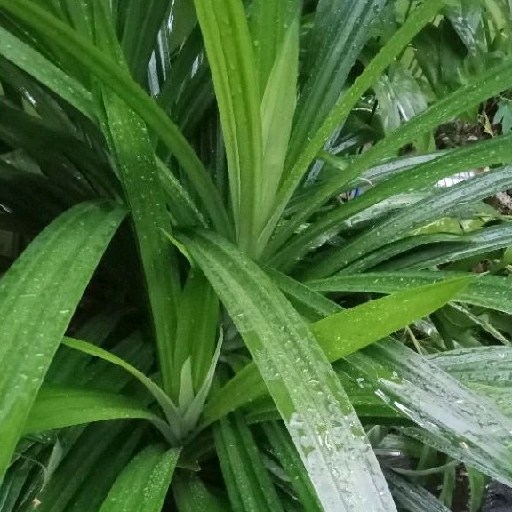 

DAUN PANDAN WANGI 100 GRAM ORGANIK