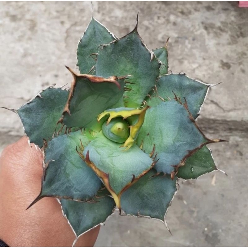 Agave Titanota Fo76