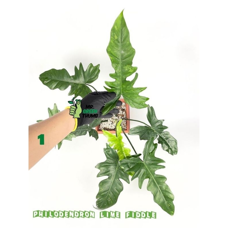 TANAMAN HIAS PHILODENDRON LIME FIDDLE DRAGON VARIEGATA - TANAMAN HIAS INDOOR