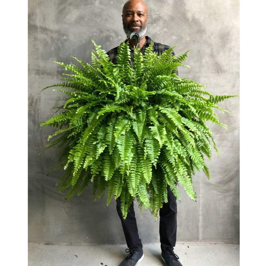 pakis boston jumbo hijau - Tanaman Hias Gantung Pakis Embun - Pohon Pakis Embun - Pakis