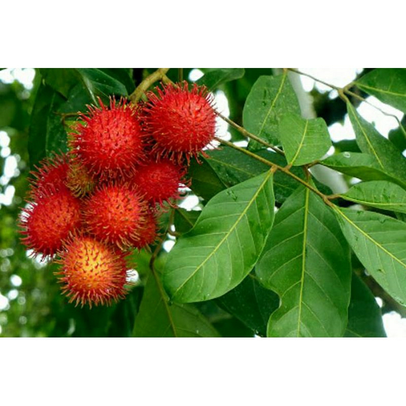

TERMURAH - Daun Rambutan Segar Alami