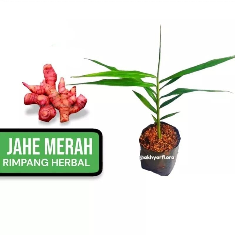 tanaman herbal jahe merah,jahe merah rimpang herbal