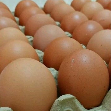 

telur ayam ras / biasa (15 btr size XL)
