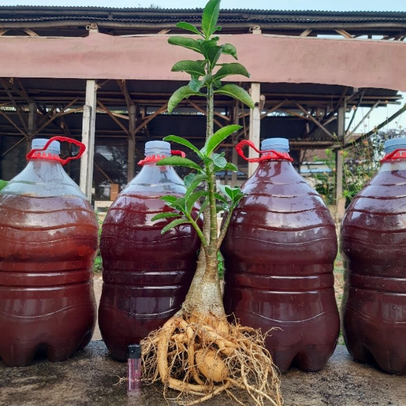 Adenium Arabikum Ori | Adenium Arabicum Yaman| Size Dewasa -+ 60cm