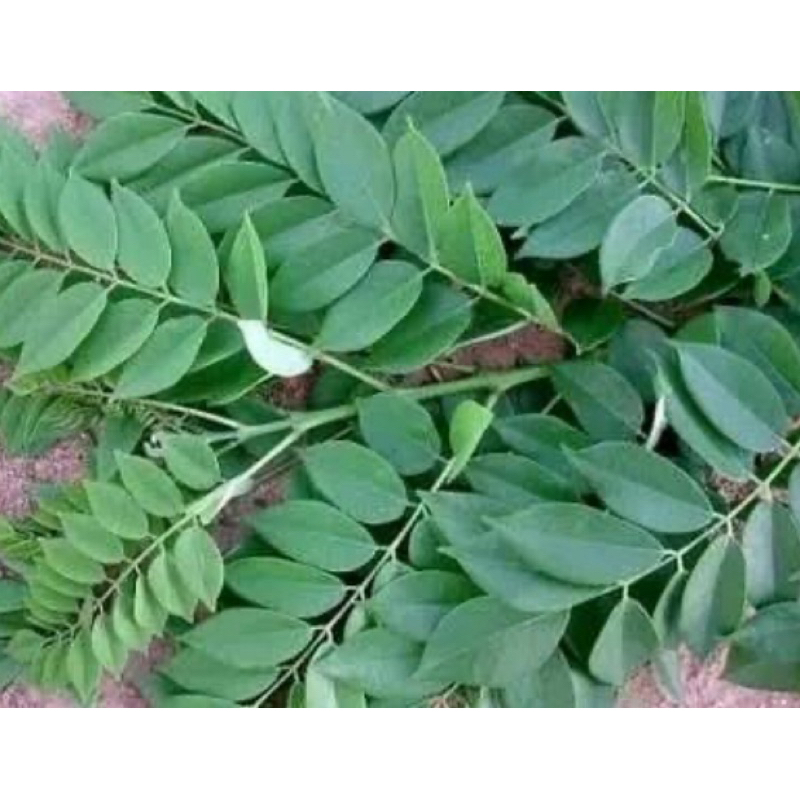 

Daun gamal segar 500 gram petik langsung-az