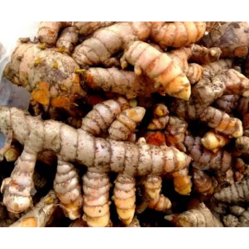 

Kunyit segar bumbu rempah atau kunir per 2 kg