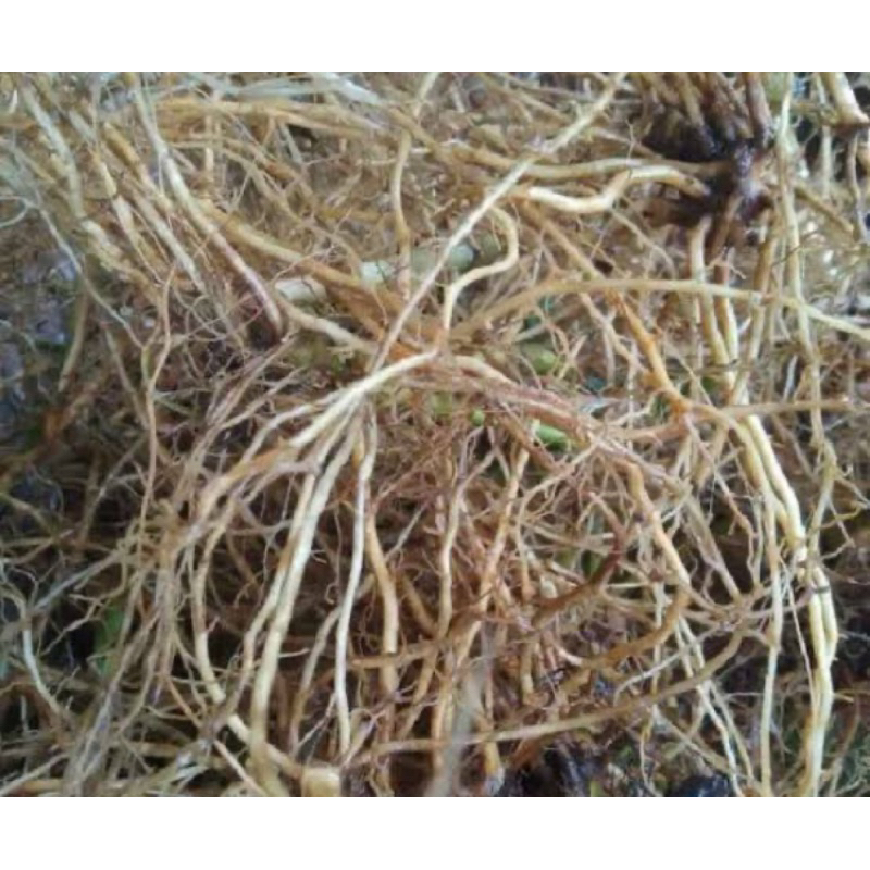 

Akar karas tulang segar 200 gram-az